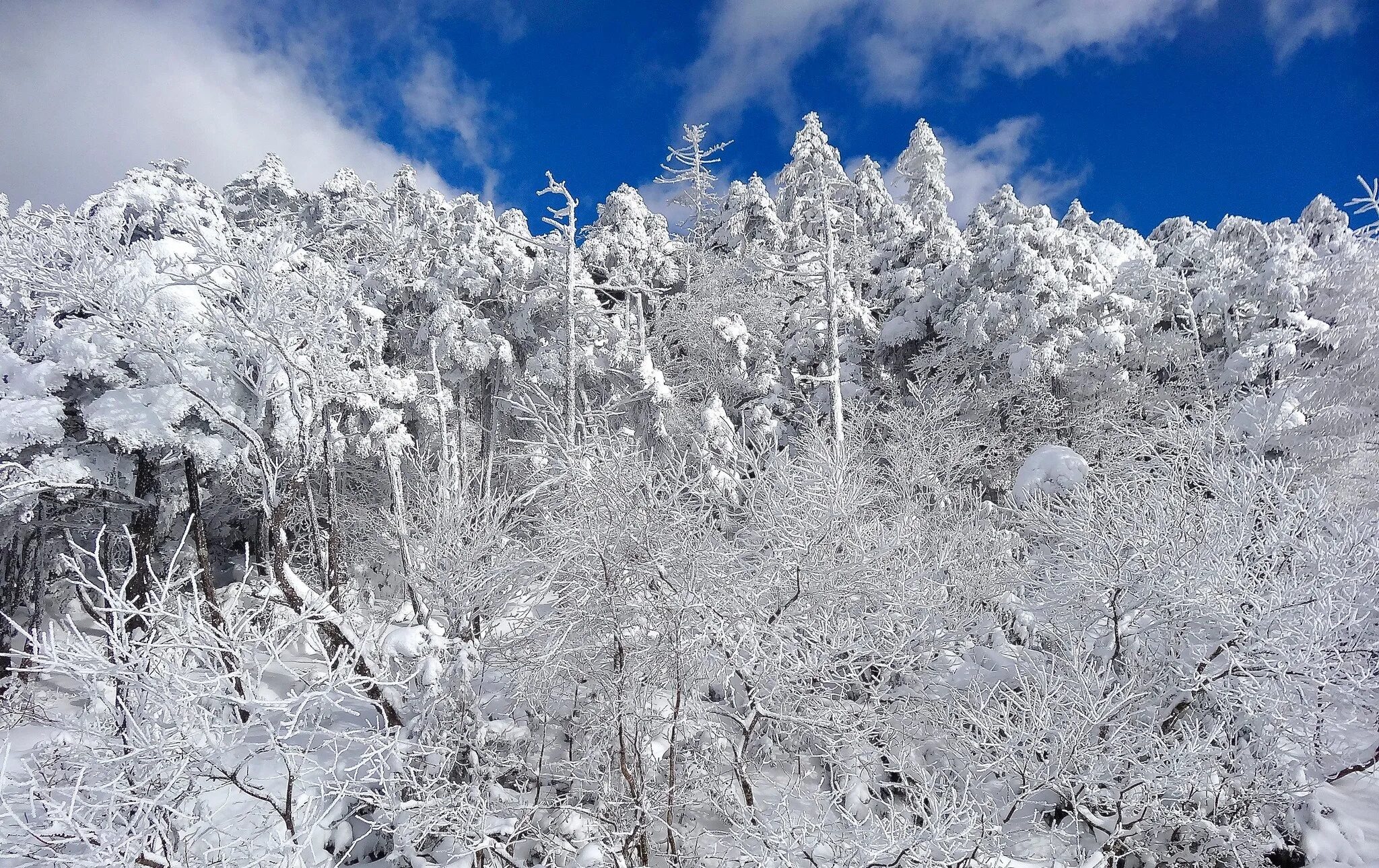 Snowy split