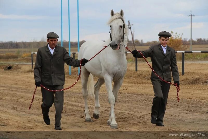 Авито алтайский край кони. Алтайский конезавод Орловский рысак. Аукцион Алтайский. Конезавод 39. Коный завод Алтайский край. 39 Конезавод Алтайский край Тюменцевский район.