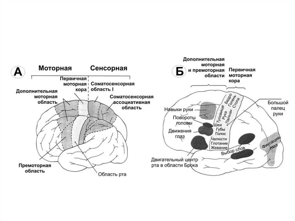 Двигательная зона коры мозга. Двигательные зоны коры головного мозга. Функции моторной зоны коры головного мозга. Первичная моторная зона коры головного мозга располагается.