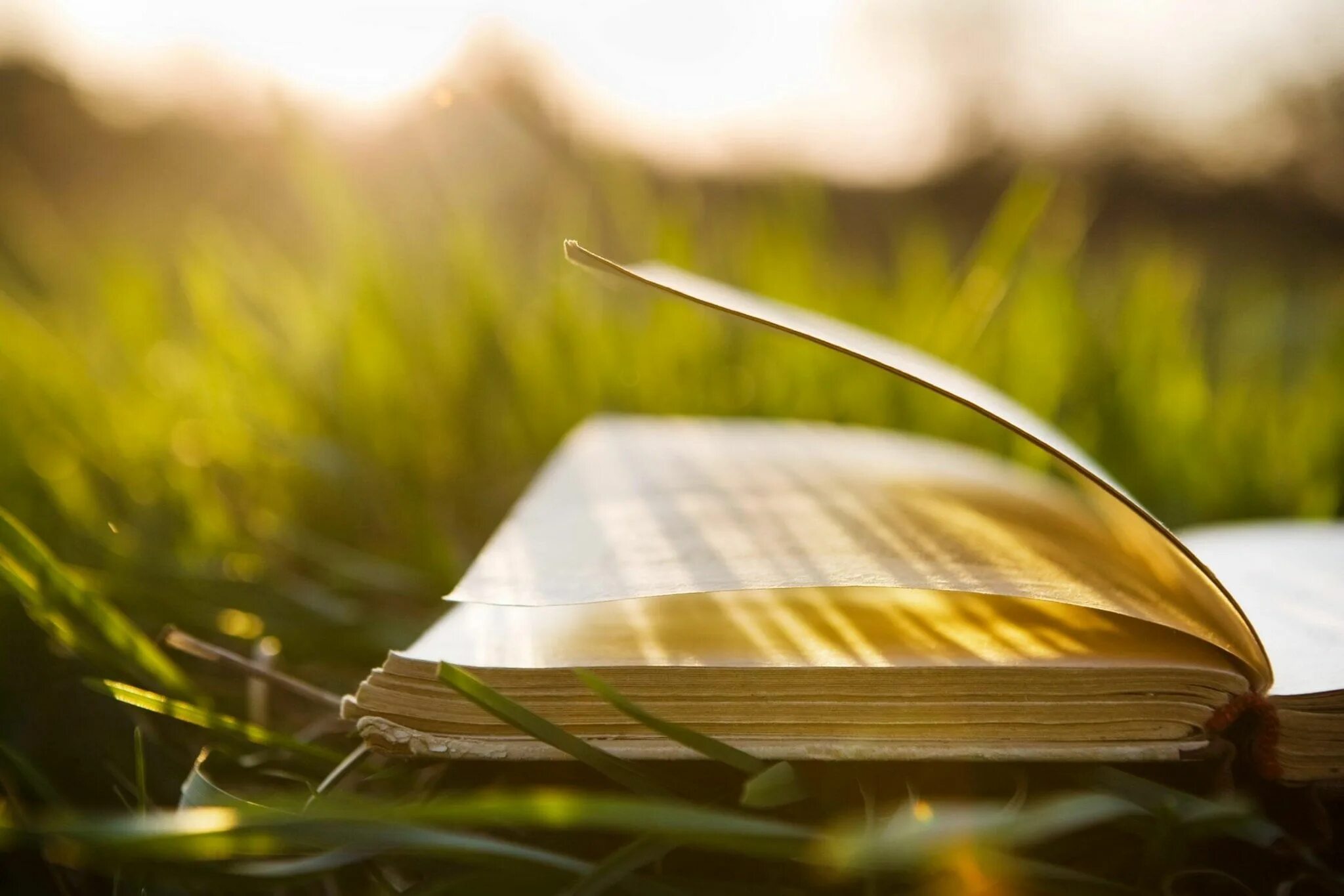 Детская книга это солнечный луч основная мысль. Лето с книгой. Книга природа. Книга на траве. Фон книги.