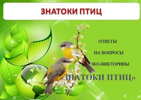 День птиц песни