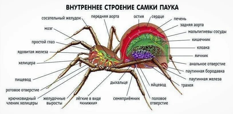 Внешнее строение самки паука. Внешнее строение самки паука крестовика. Внешнее и внутреннее строение паука крестовика. Строение паука крестовика.