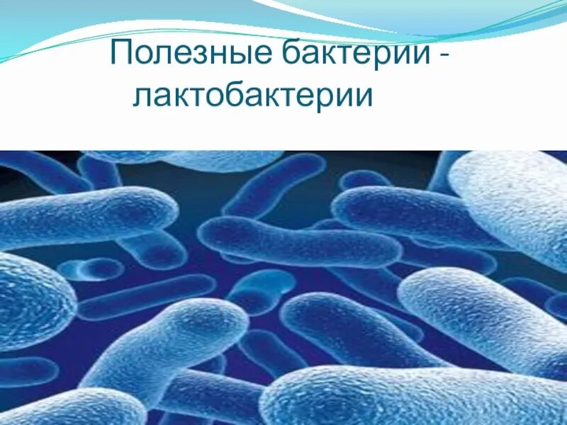 Полезные микроорганизмы. Полезные бактерии. Полезные бактерии для человека. Полезные микробы.