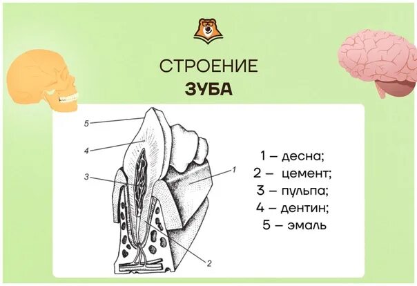 Анатомия человека ОГЭ по биологии. Строение языка для ОГЭ биология. Строение для ОГЭ по биологии. Органы человека ОГЭ биология. Заболевания огэ биология