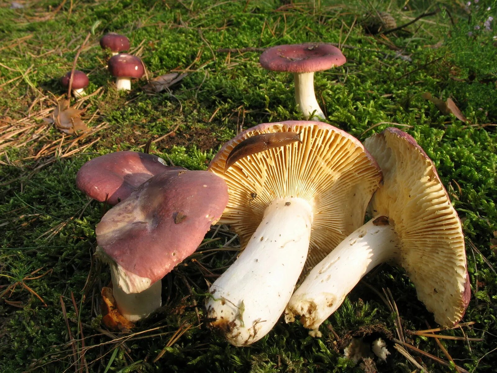 Russula cessans. сыроежка бурая. сыроежка съедобный пластинчатый гриб. сыроежки млечники. сыроежка мэйра russula nobilis.