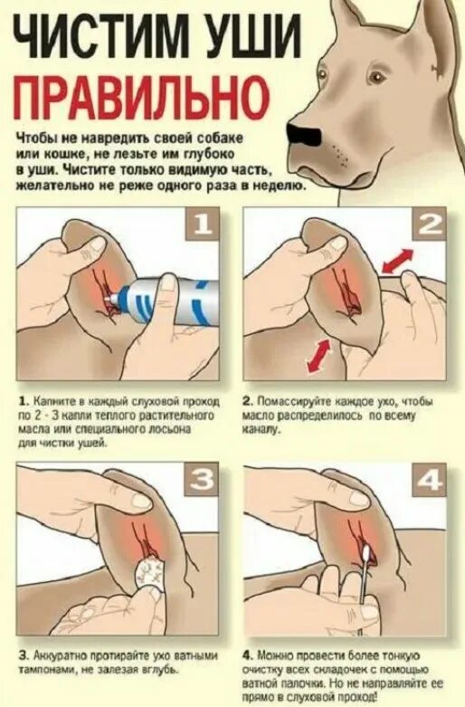 Как почистить коту уши в домашних условиях