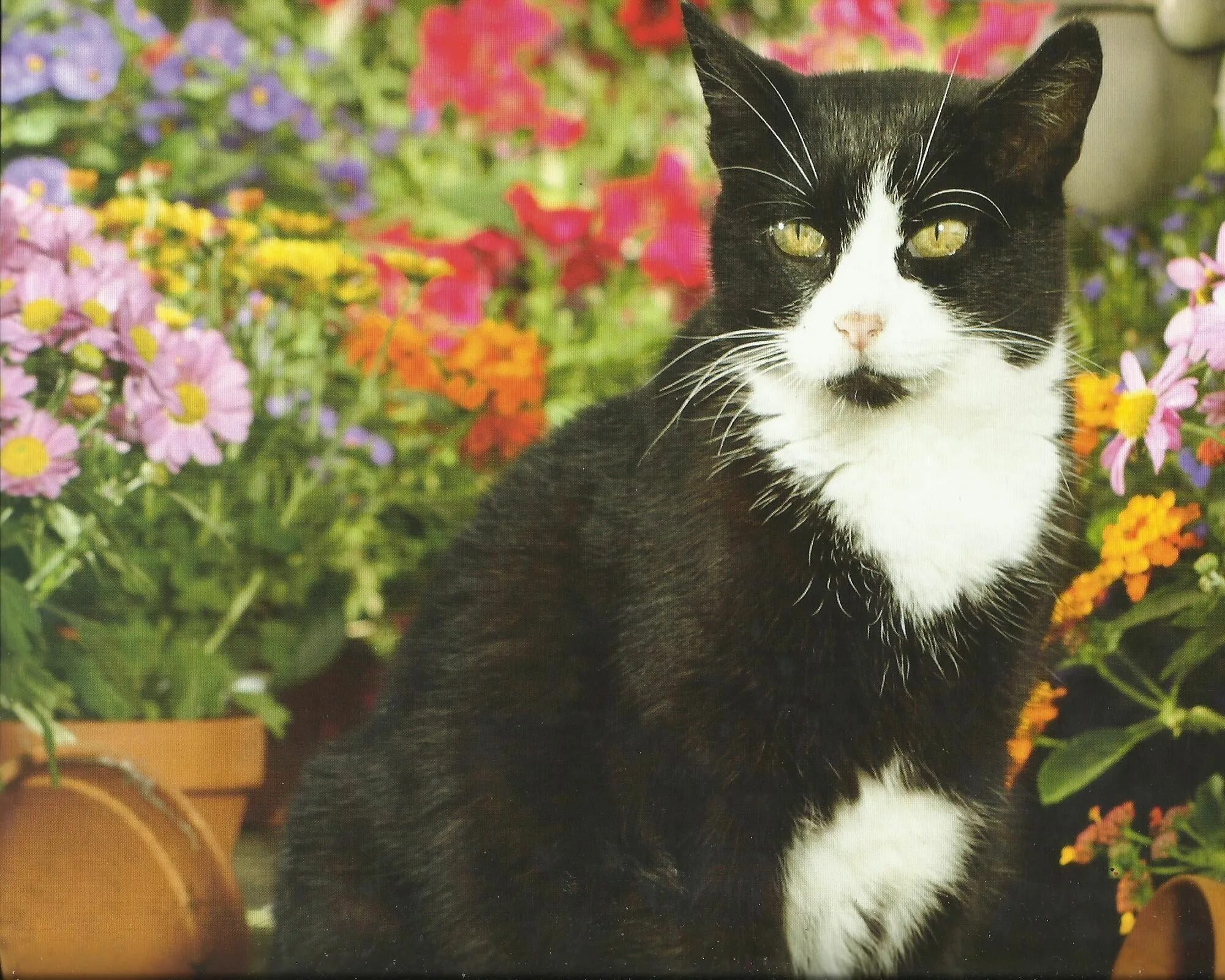 Tuxedo cat. Порода тукседо. такседо кот. такседо порода кошек. tuxedo порода кошек.