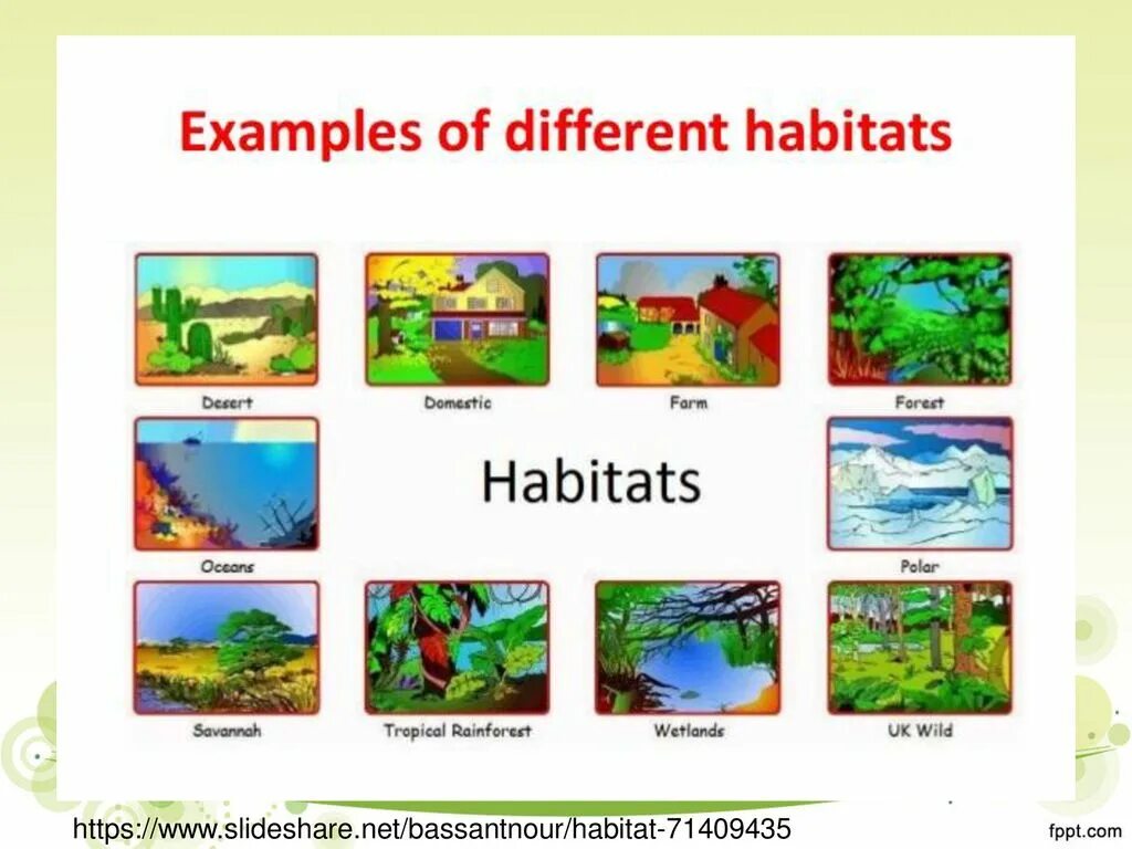 The natural habitats of many species. The natural habitats of many species. Habitats wetland pond printable. Habitat loss. Habitat destruction.