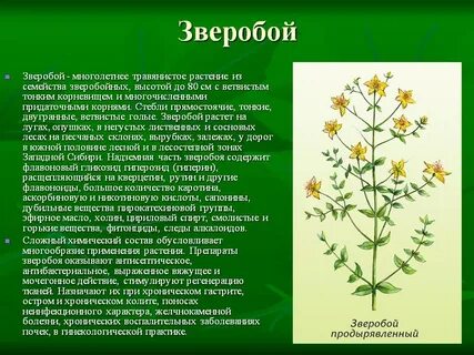 Сообщение про травы