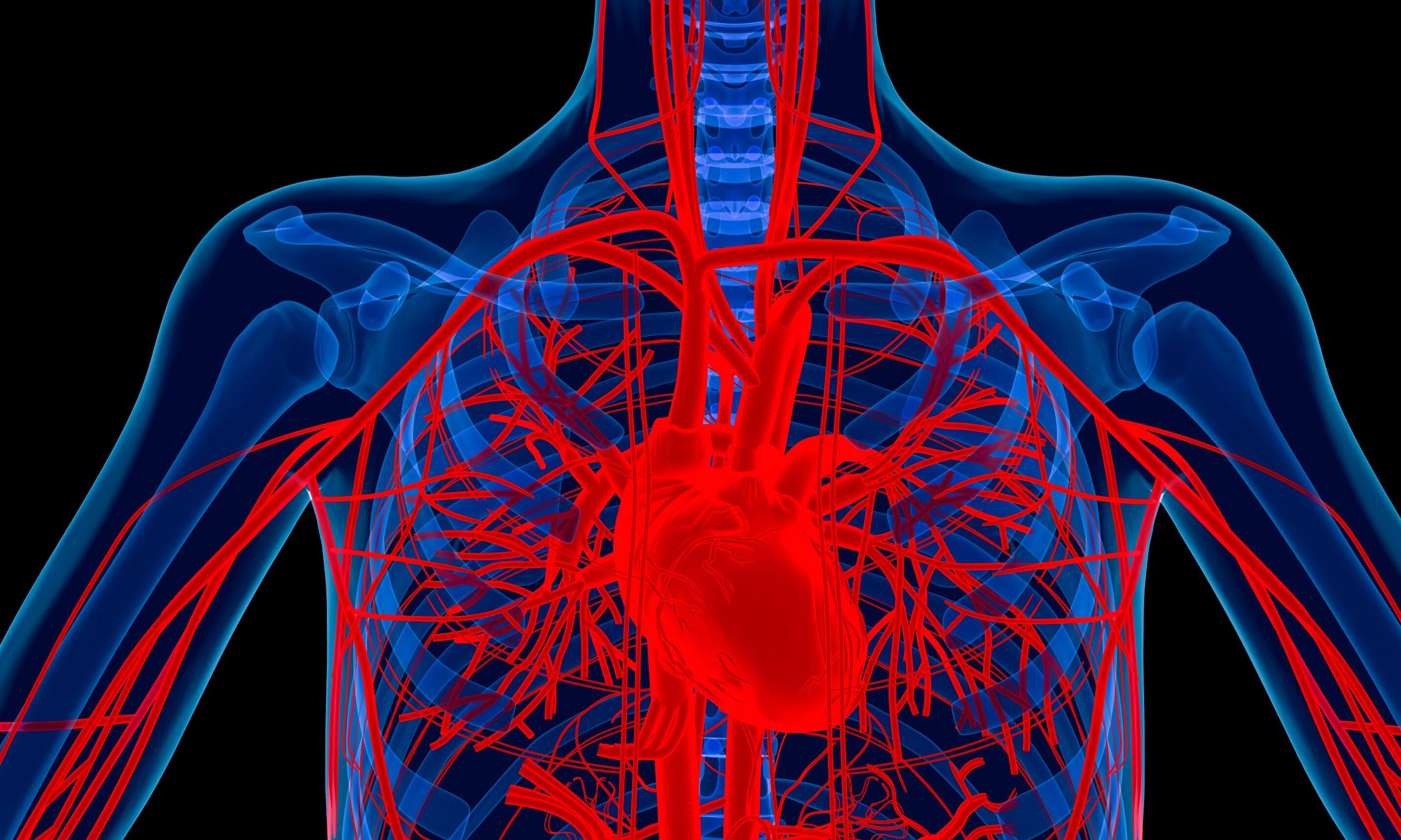 Энергия кровообращения. Сердечно-сосудистая система человека. Сердце и кровеносные сосуды. Сердечнососудистая состема человек.