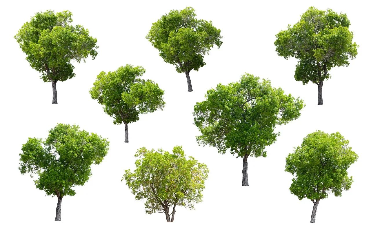 Checked trees