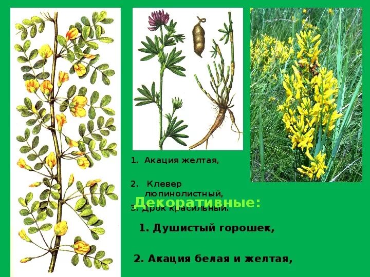 акация характеристика. акация карагана древовидная. акация белая (робиния). акация серполопастная. карагана древовидная (или желтая акация).