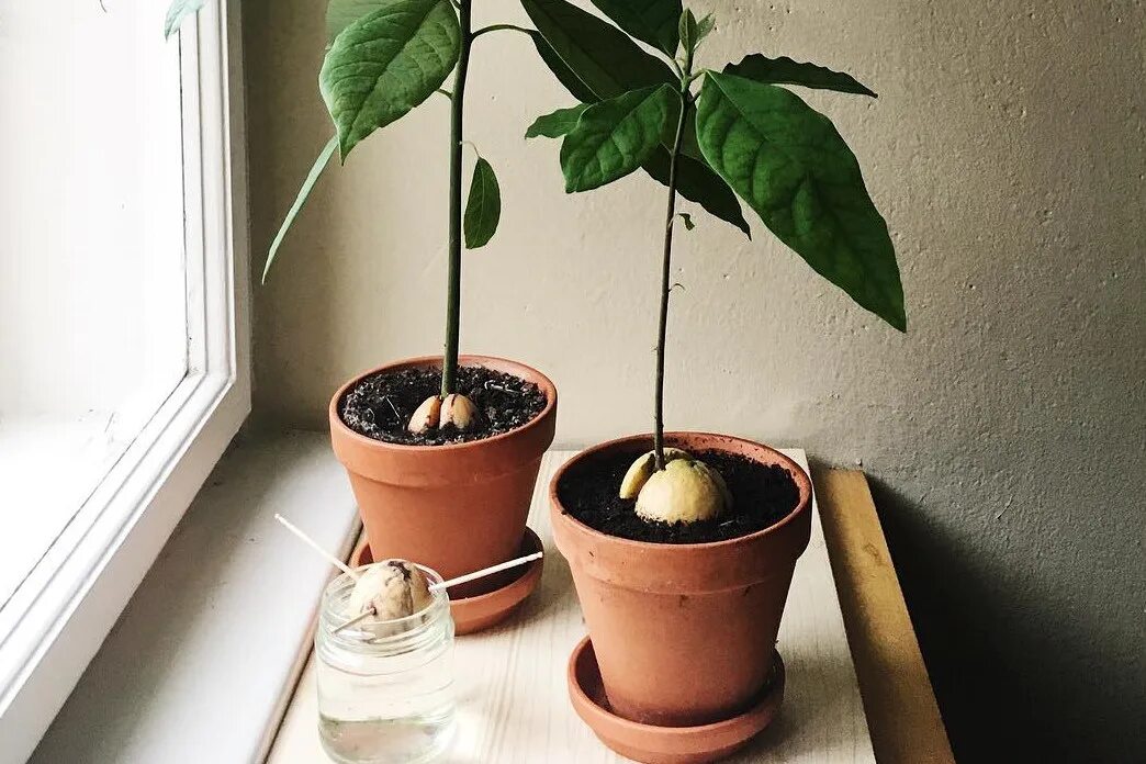 Авокадо вырастить дома