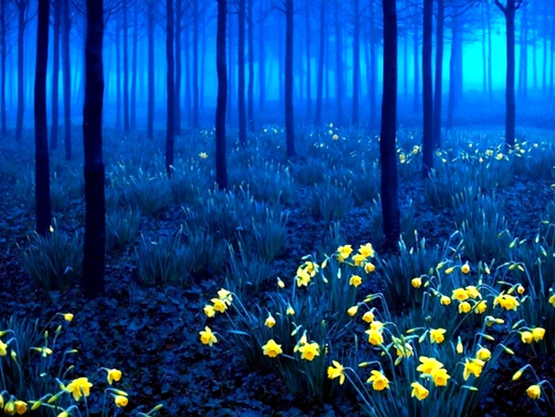 Шварцвальд черный лес загадочный лес. Сказочная природа. Весенний ночной лес. Таинственная природа. Загадочные растения