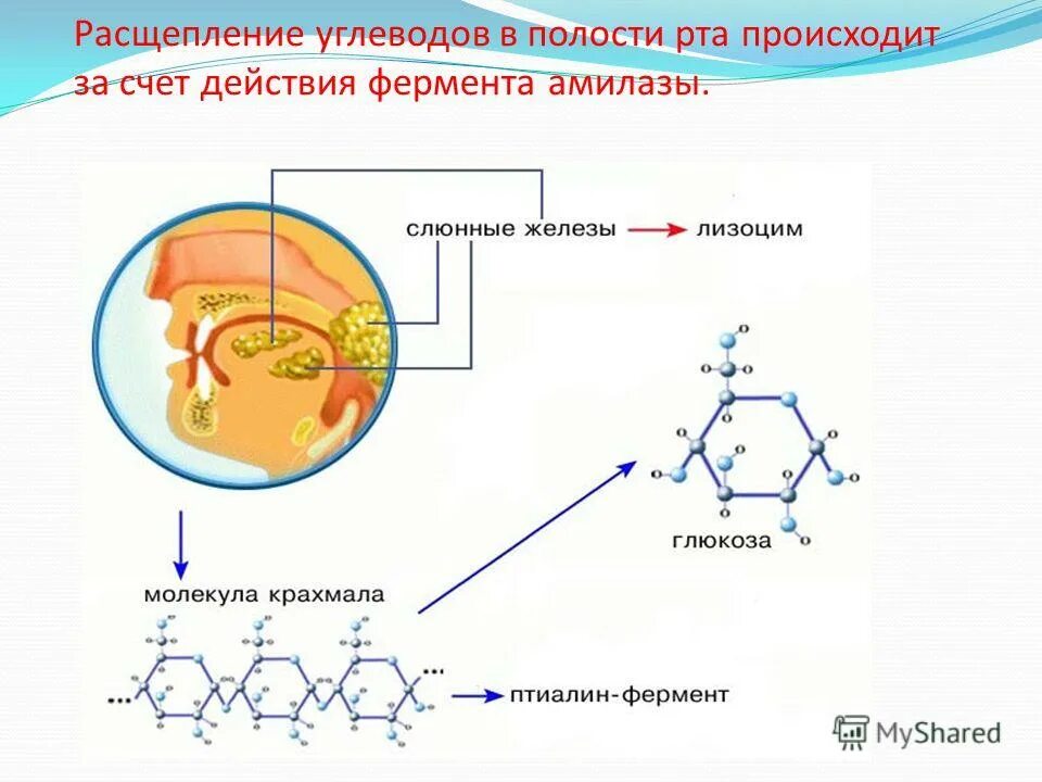 2 ферменты расщепляющие углеводы