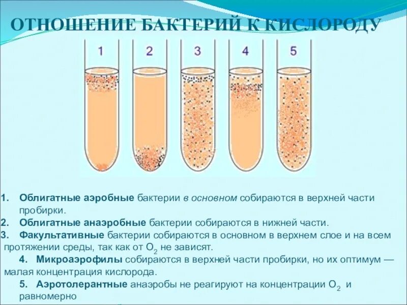 Бактерии в жидкой среде. Отношение бактерий к кислороду. Поверхностное культивирование на жидкой среде. Отношение микроорганизмов к кислороду. Типы бактерий по отношению к кислороду.