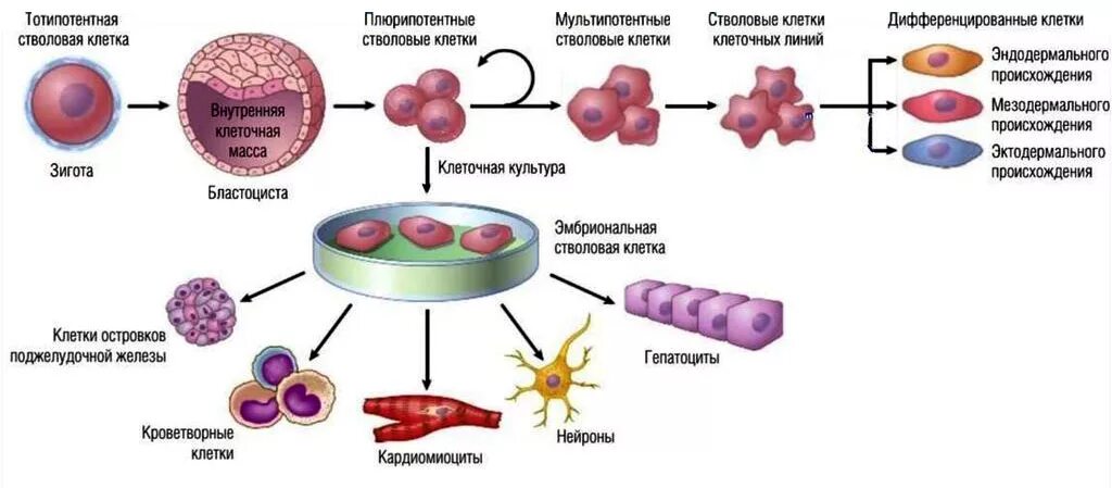 Стволовые клетки дифференцировка. Понятие о дифференцировке клеток. Механизмы дифференцировки клеток. Дифференцировка клеток и тканей. Образование неспециализированной клеточной массы развитие генеративных