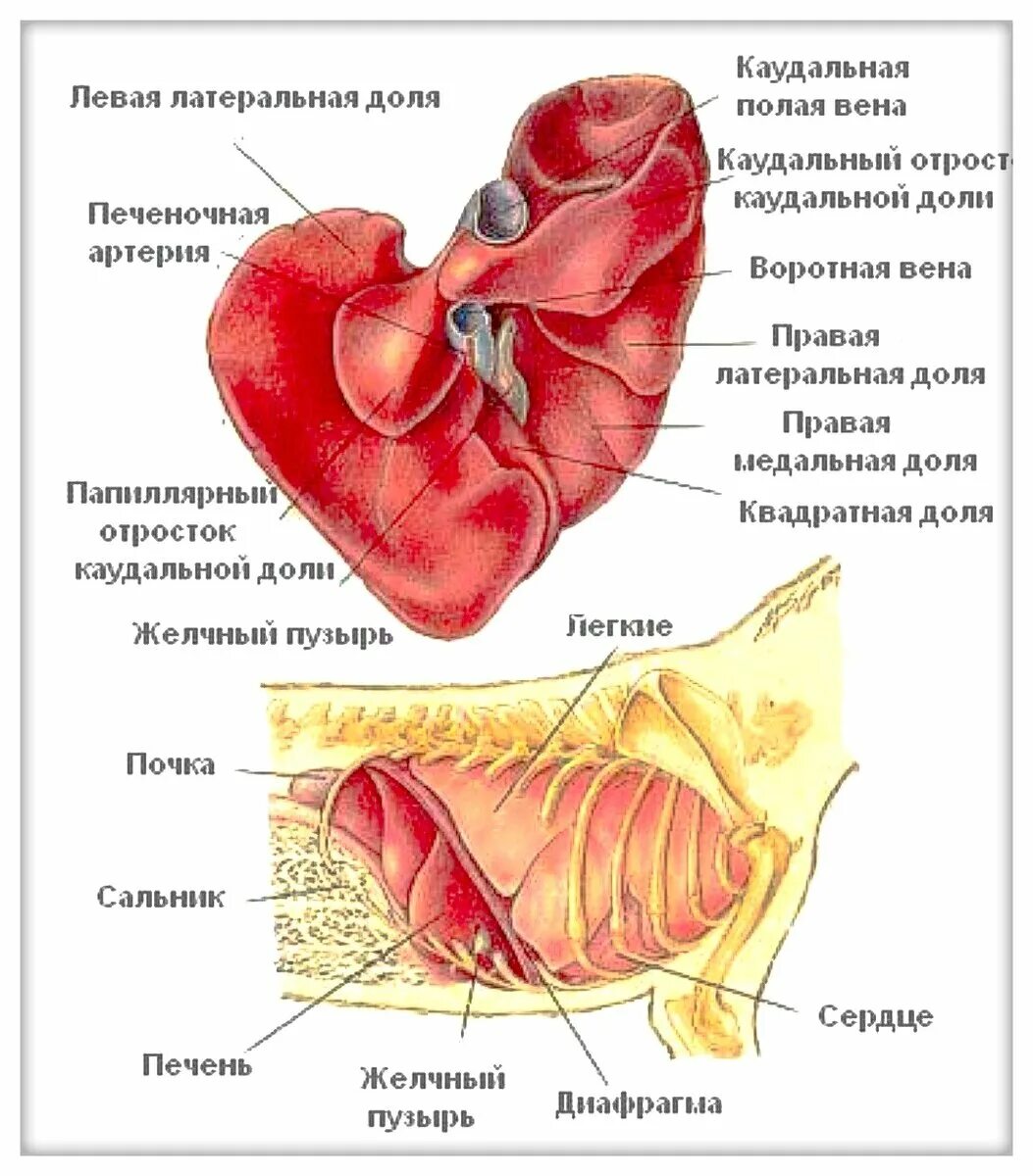 У каких животных печень