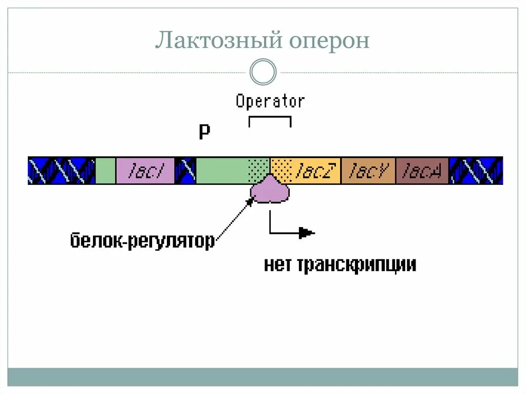 Лак оперон. Окштейн лактозный оперон. лактозный оперон кишечной палочки. строение лактозного оперона кишечной палочки. оператор лактозного оперона.