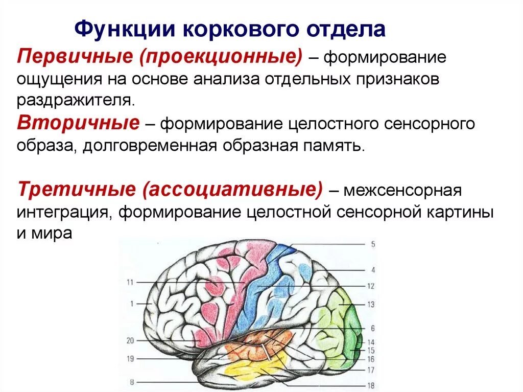 Третичные поля мозга. Функции коркового отдела сенсорной системы. Корковый отдел анализатора функции. Роль ассоциативной зоны коркового отдела сенсорной системы. Корковые отделы анализаторов (схема)..