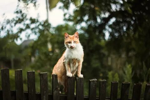 Кот на заборе картинки