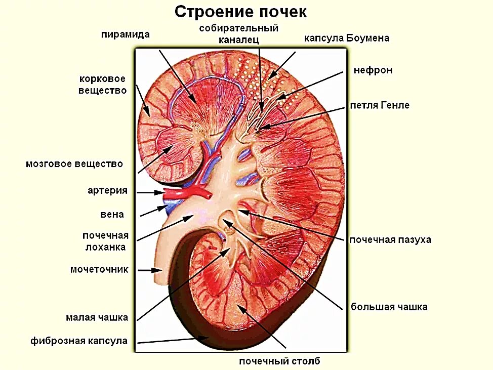 Сколько весила почка. Внутреннее строение почки. Строение почки человека рисунок. Внутреннее строение почки анатомия. Строение почки в разрезе.