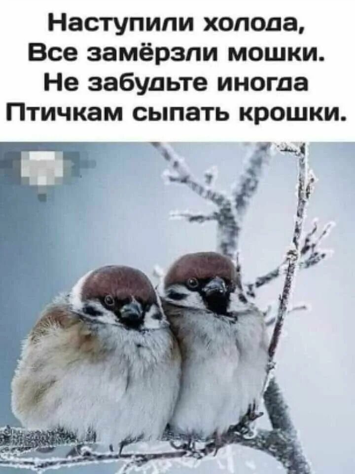 И тогда настанут холода и тогда. Воробьи. наступили холода. замерзшая птичка. наступили холода подкармливайте птиц.