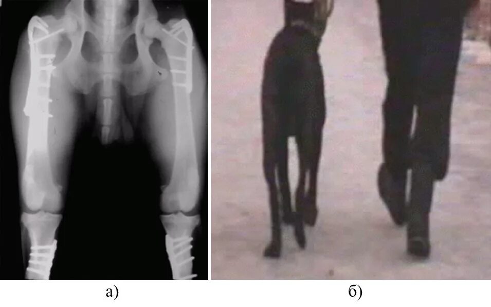 Дисплазия суставов у собак лечение. Дисплазия задних лап у немецкой овчарки. Дисплазия коленного сустава у собак крупных. Дисплазия тазобедренных суставов у кошек Шотландская. Дисплазия суставов у добермана.