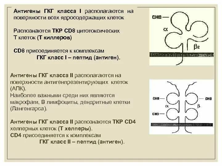 Экзогенные антигены. Антигены главного комплекса гистосовместимости 1 класса. Антигены гистосовместимости 1 и 2 класса. Схема строения главного комплекса гистосовместимости. Строение главного комплекса гистосовместимости 1 класса.