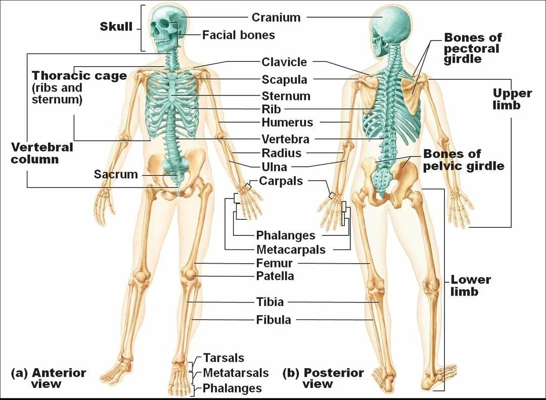 The bones consist of