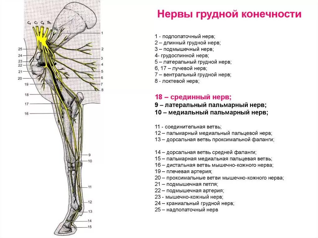 Нервы плечевого сплетения КРС. Нервы грудной конечности лошади. Иннервация грудной конечности лошади. Иннервация нервов верхней конечности. Нервная система латынь