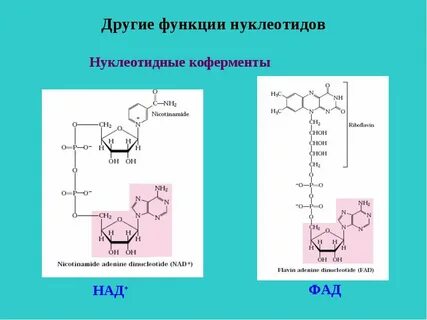 Энергетические нуклеотиды