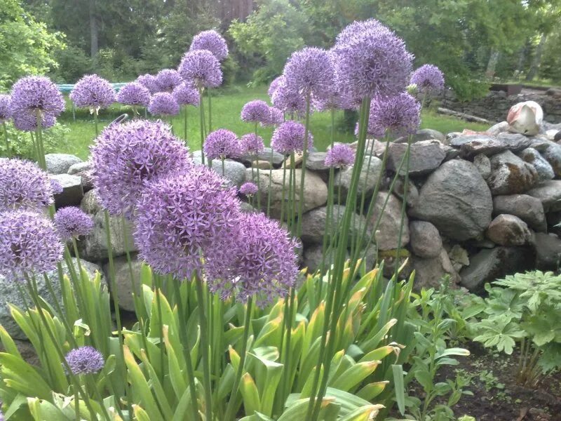 Аллиум Гладиатор. Лук декоративный аллиум Гладиатор. Allium Gladiator Allium 'Gladiator'-аллиум Гладиатор. Allium Gladiator лук декоративный Гладиатор.