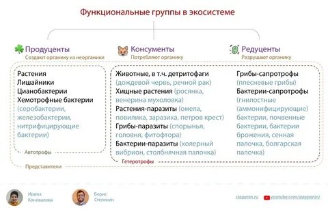 Представитель самой древней группы организмов 8 букв