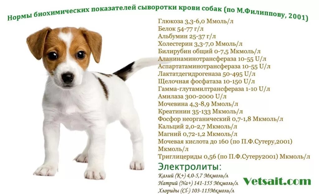 Имя для собаки девочке рассела. Щенок джек рассела 2.5 месяца. имена для джек рассел терьера мальчика. щенок джек рассел 6 месяцев. джек-рассел-терьер щенок 4 месяца.