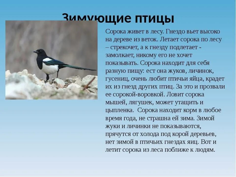 Сколько живут сороки. Описание сороки. Сведения о зимующих птицах для детей. Сорока описание птицы. Расскажите детям о зимующих птицах.