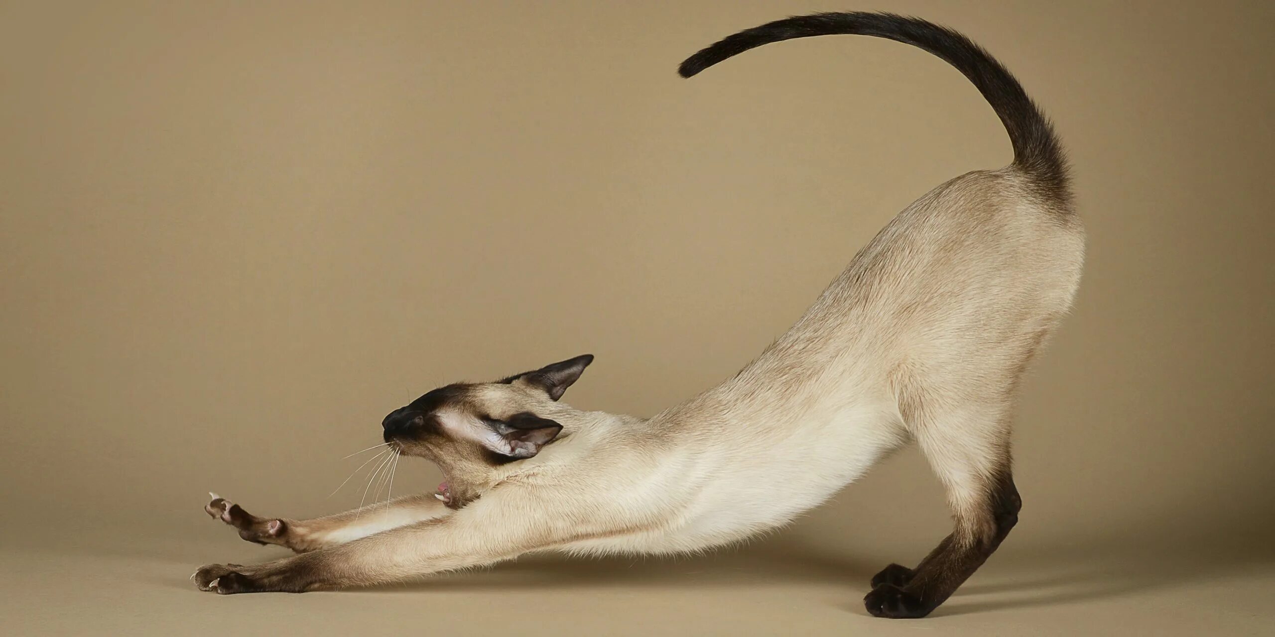 Сиамские ориенталы. Сиамская кошка. Ориентал сиамского окраса. Ориентальная кошка. Сиамская кошка длинная