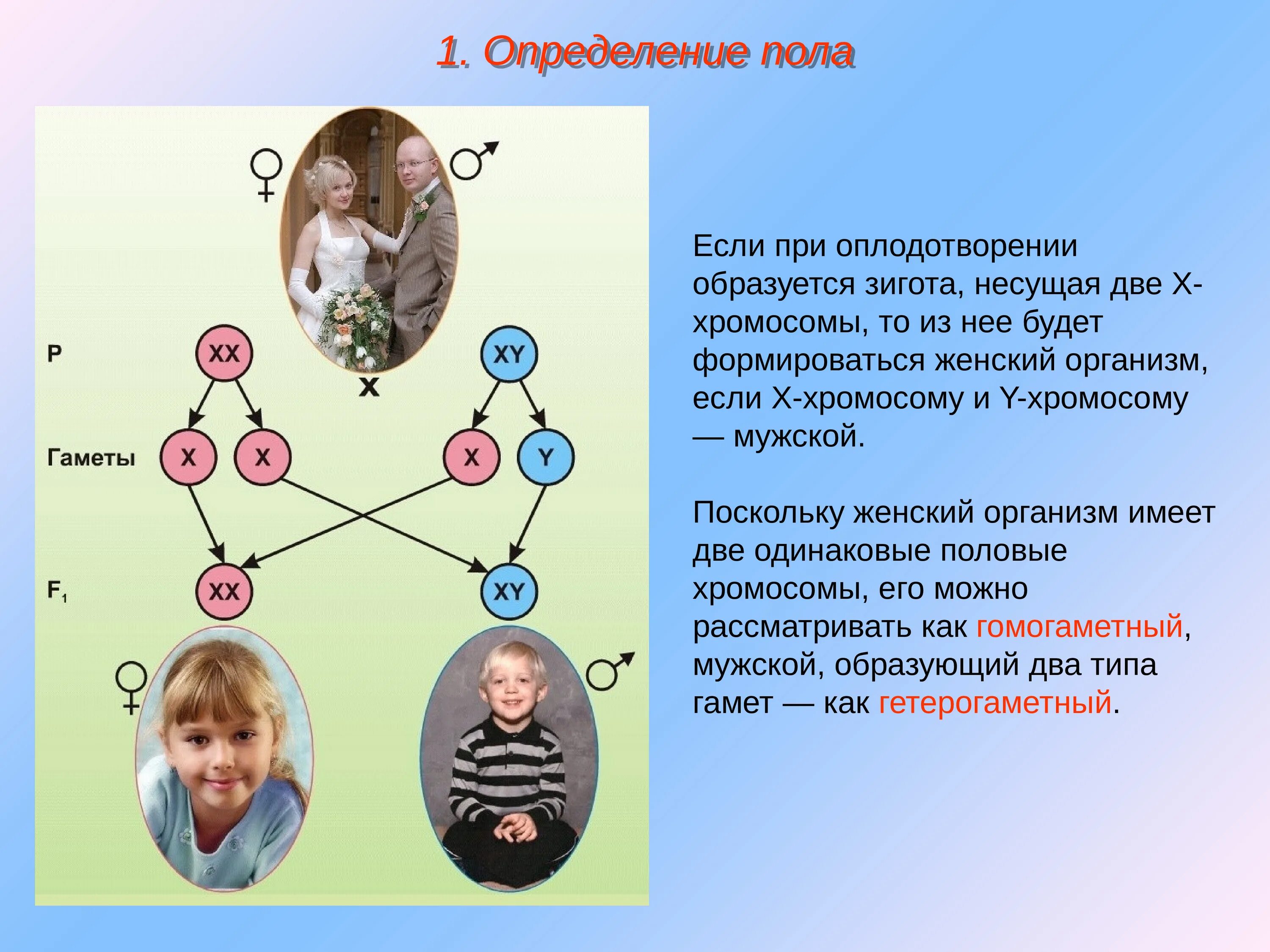 Гены детей от первого мужчины. Генетика пола презентация. Определение пола у человека. Женский пол генетика. Две хромосомы.