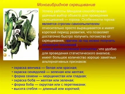 Мендель выбрал горох