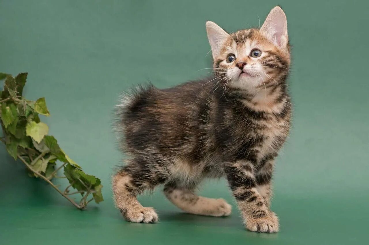 American bobtail. Курильский бобтейл. Курильский бобтейл кошка. Американский Курильский бобтейл. Котята породы Курильский бобтейл.