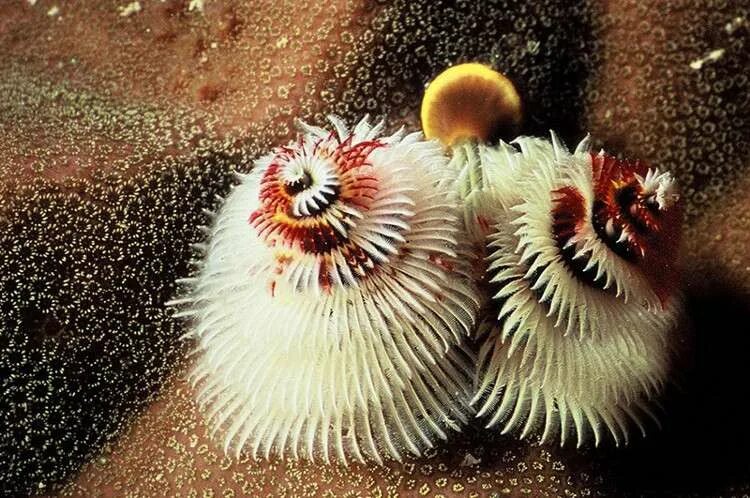 Морской червь моллюск. Морские многощетинковые черви. Морские полихеты. Полихеты сабеллиды. Многощетинковые черви моллюски.