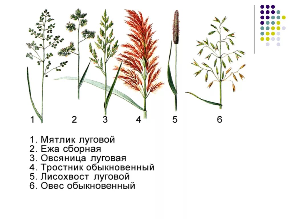 Типы луговых растений. Мятлик Луговой злаки. Мятлик Луговой соцветие. Мятлик Луговой ботаника. Луговые злаки названия.