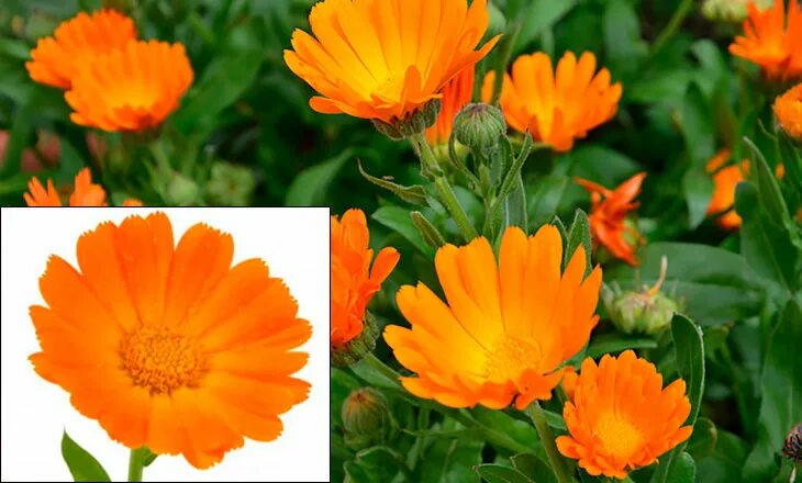 Растение календула Крымская. Calendula officinalis l. – календула лекарственная (рис. 1.25.). Календула Дачница. Полезная ли календула.