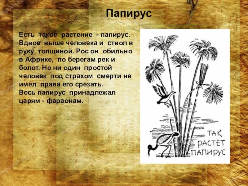 Где растет папирус. Папирус. Части растения папируса. Папирус в древнем Египте растение. Тростник Папирус в древнем Египте.