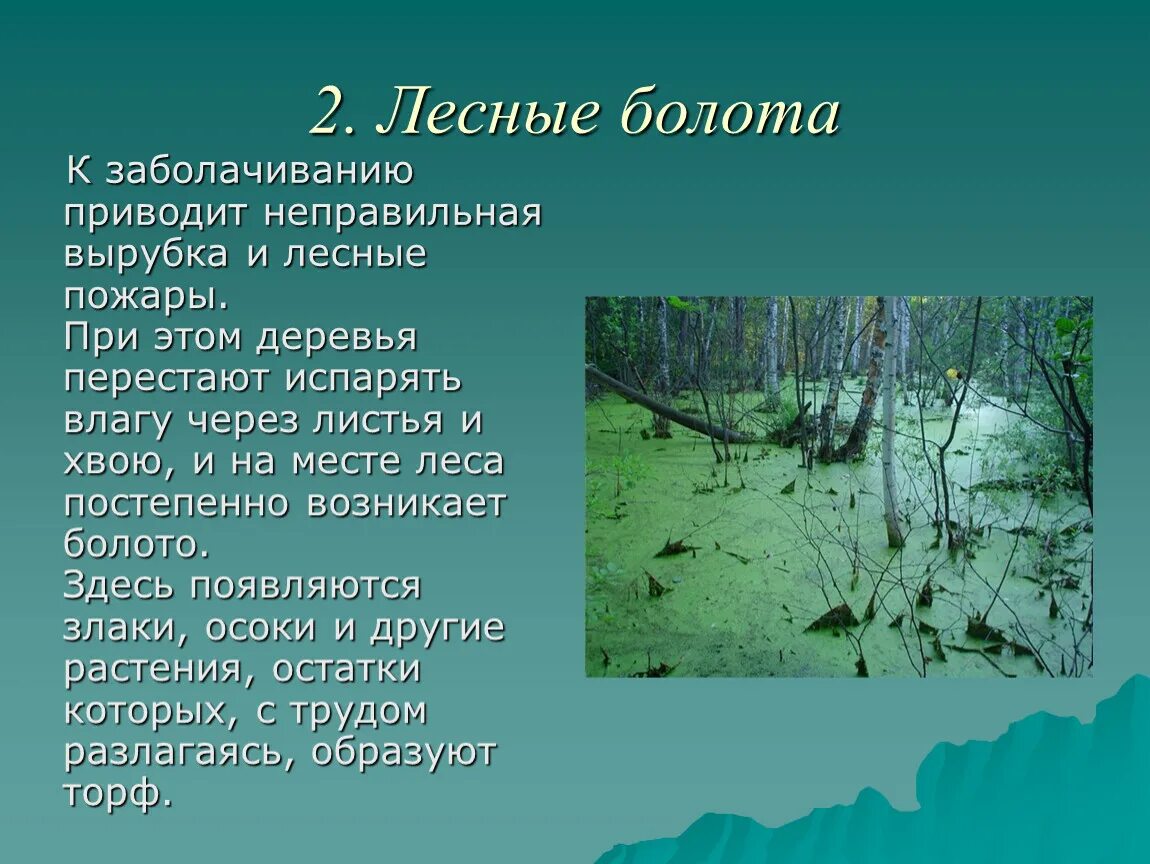 Этап болото. Доклад про болото. Презентация на тему болото. Болота доклад. Презентация о болоте.