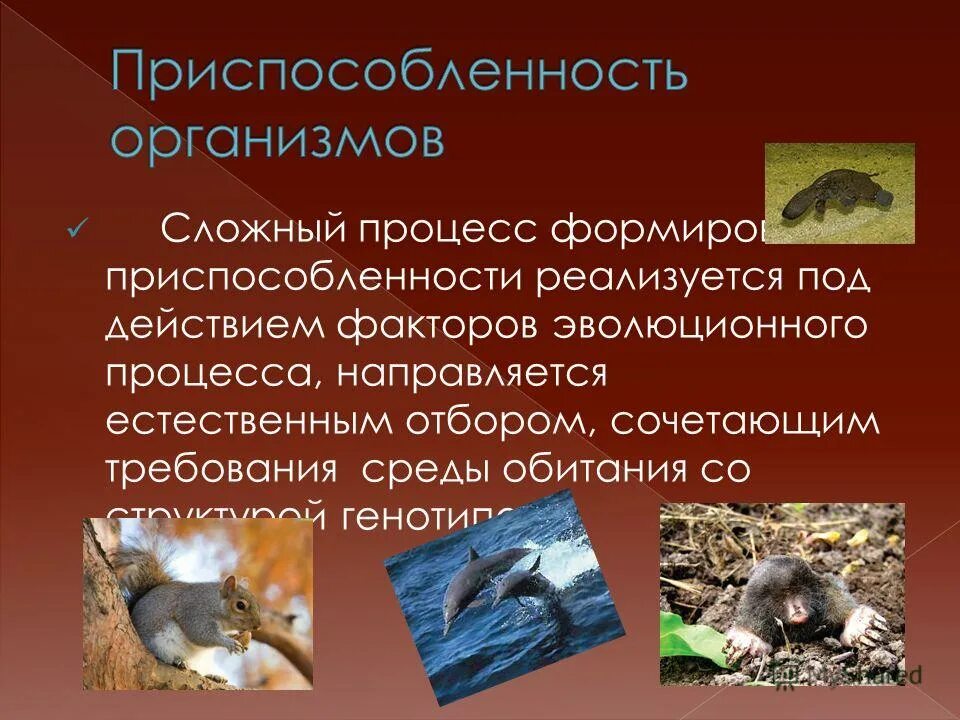 римеры приспособлиности. приспособленность биология 9. признаки физиологической адаптации. приспособляемость организма к среде обитания. относительность приспособленности.