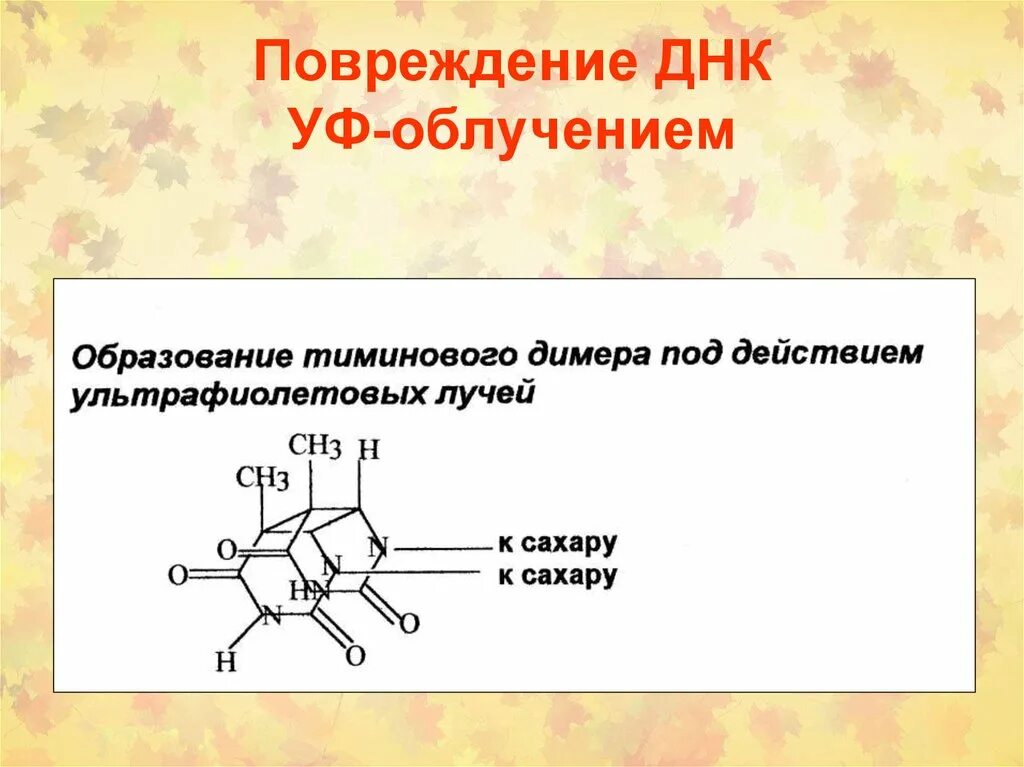 Повреждение ДНК. Повреждение ДНК радиацией. Разрыв ДНК. ДНК разрыв радиация.