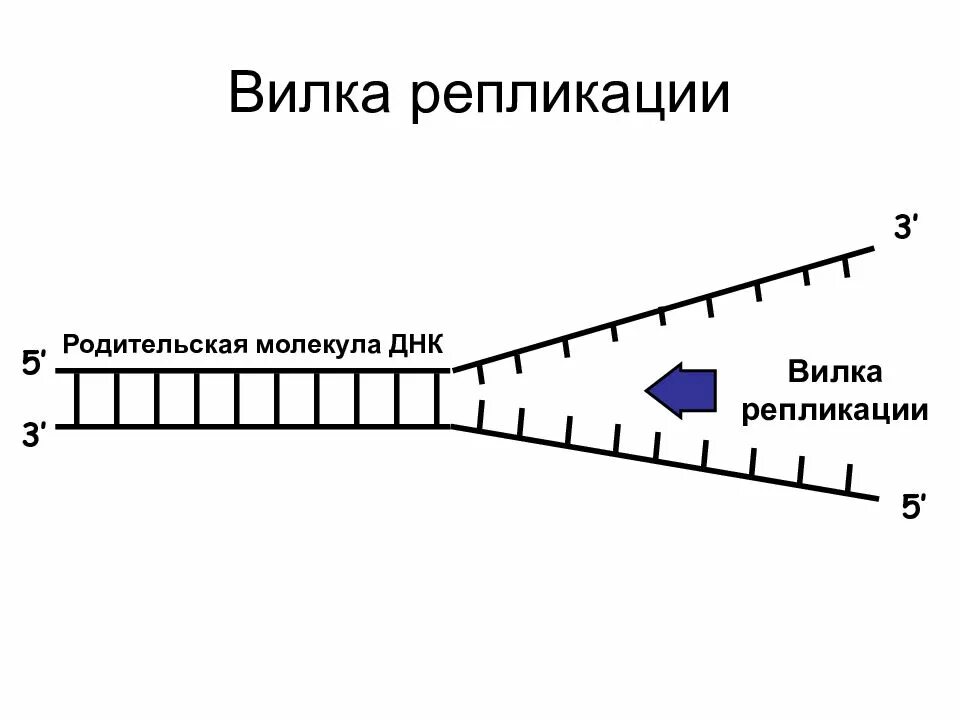 Фермент вилка. Репликация ДНК репликативная вилка. Схема репликации вилки. Схема репликации ДНК Репликационные вилки. Репликационная вилка эукариот.