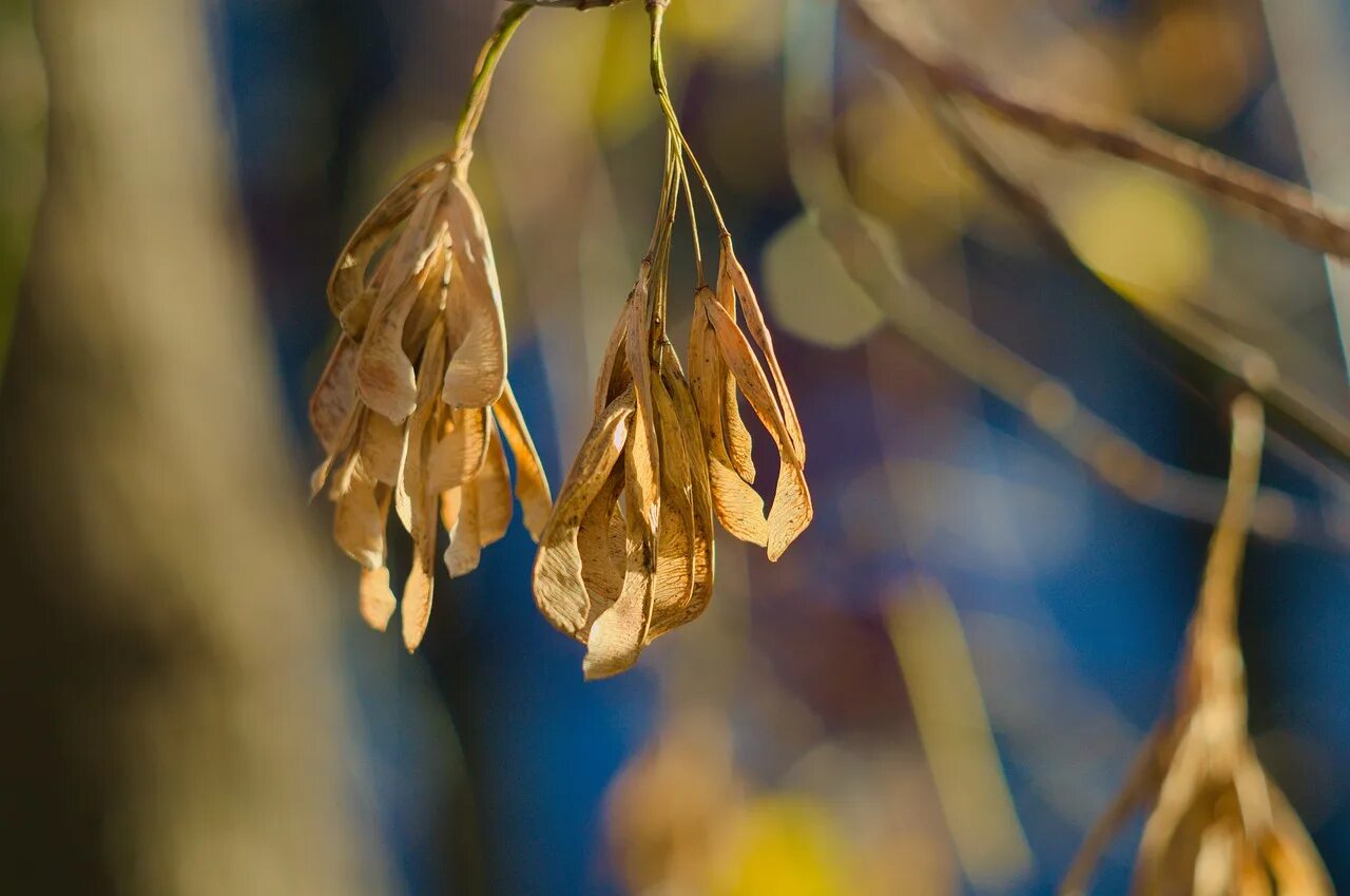 ясень плоды крылатки. клен ясенелистный крылатки. ясень пенсильванский плод. крылатка ясеня. семена крылатки ясеня обыкновенного.