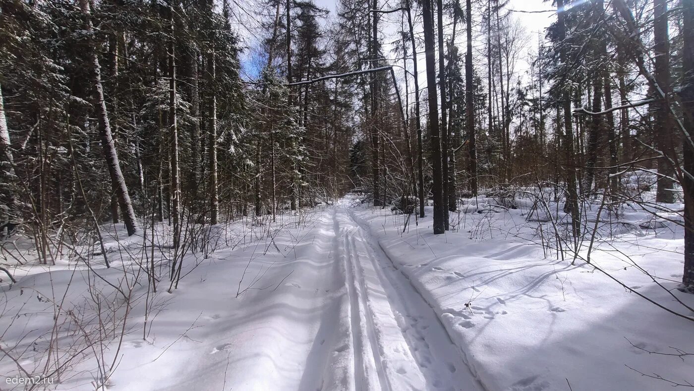 между турбазой и поселком проложена лыжня почтальон